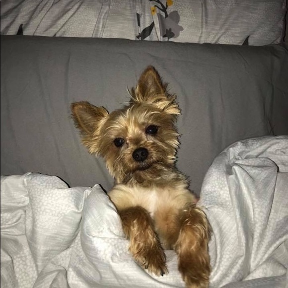 Yorkie Other - 🐾 RIP Baby 🌈💔 🐾